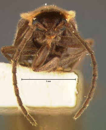 Media type: image;   Entomology 2777 Aspect: head frontal view
